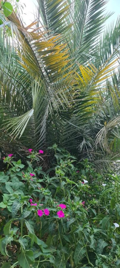 Hotel L'Hirondelle De Kelibia : Chez Amou Exterior foto